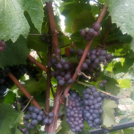 foto-pinot-grigio-uve-2019-featured