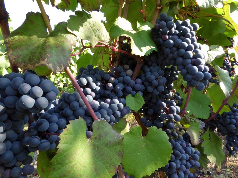 wine-939935_1920